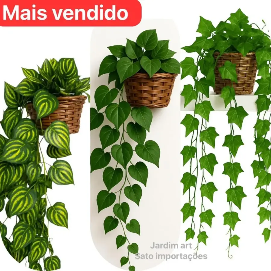 Arranjo com 3 Trepadeiras de Hera e Vaso